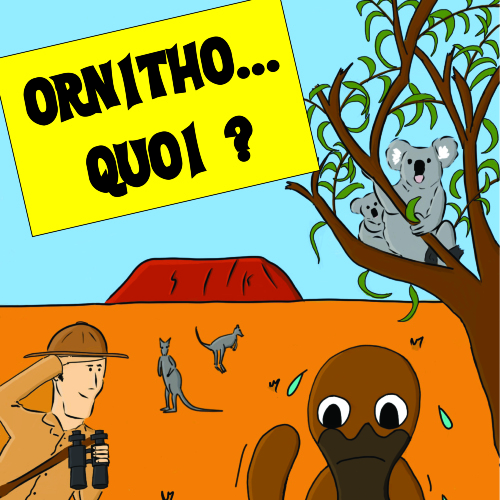 Ornitho…quoi ? 