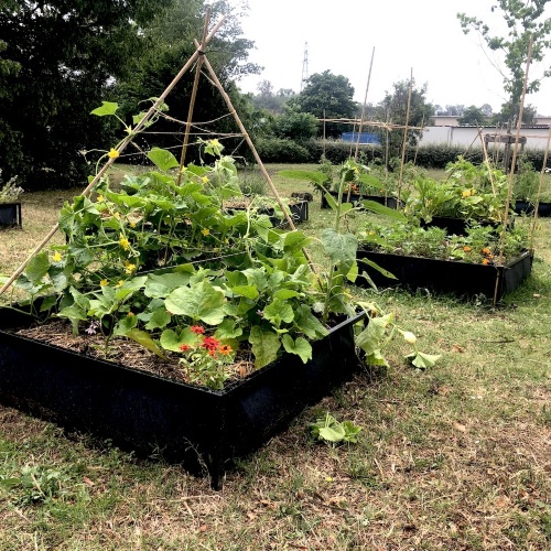 Conférence/Atelier Potager - Les associations de culture au potager