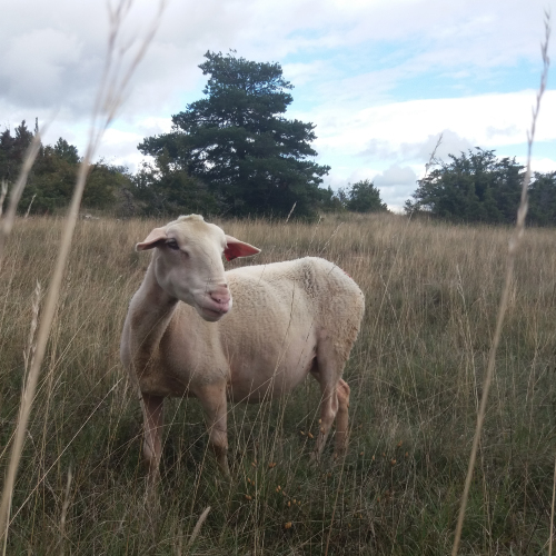 Larzac ! - Cie 13:36