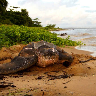 GUYANE Une pépite en Amazonie