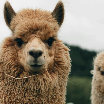 Ce que notre rapport aux animaux dit de nous