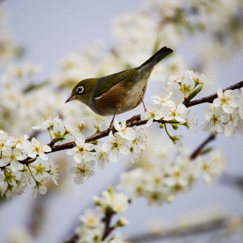 Atelier parent-enfant : Chants des oiseaux