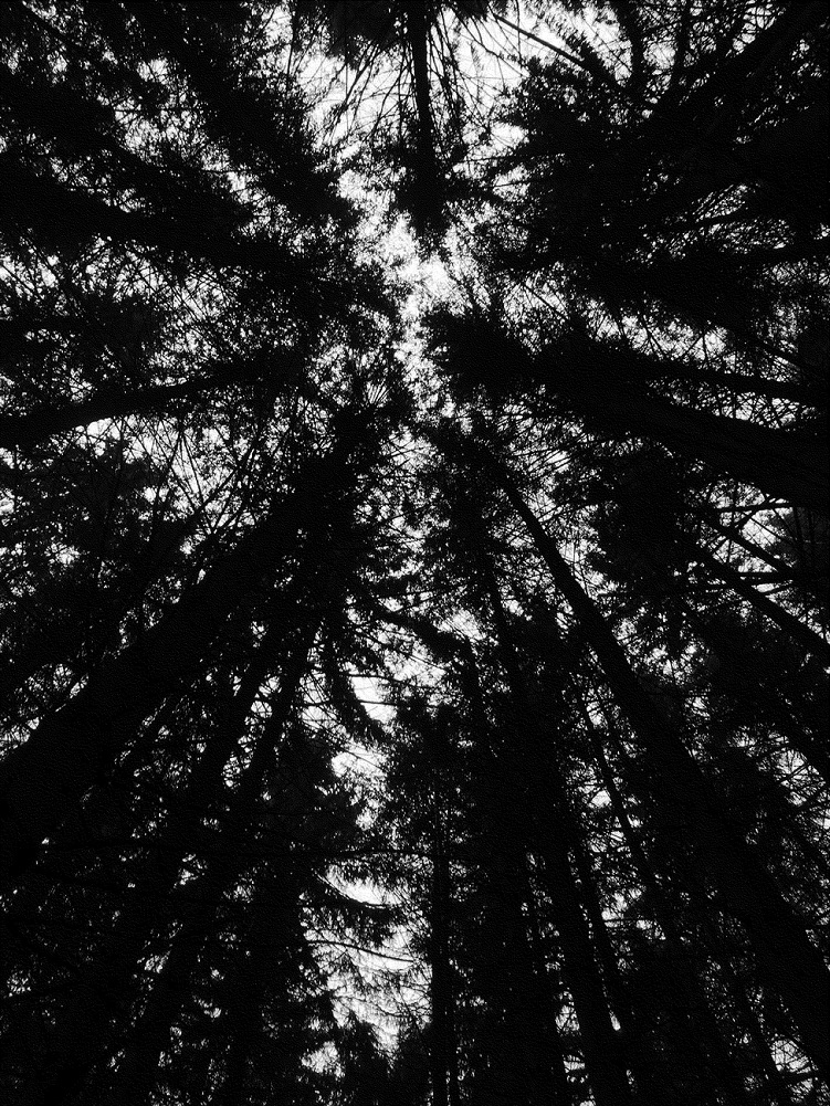 Ecorces, Polar forestier│A. Carré